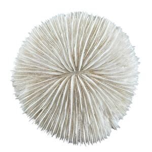 Natural Sea Coral Fungi Repanda White 3.5 Inch Harvested 1980s